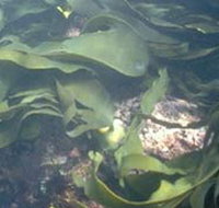 Churchill Island Marine National Park - Accommodation Port Hedland