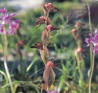 Carnamah-Eneabba Wildflower Drive - Accommodation Port Hedland