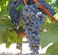 Joshuas Fault Wine - Accommodation Port Hedland