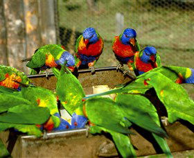 Canberra Walk In Aviary - Accommodation Port Hedland 1