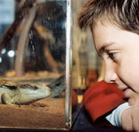 Canberra Reptile Zoo - Accommodation Port Hedland