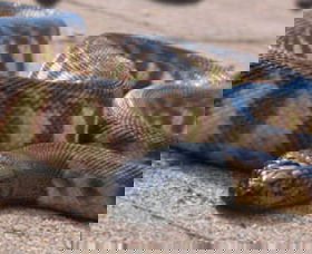 Canberra Reptile Zoo - Accommodation Port Hedland 1
