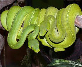 Canberra Reptile Zoo - Accommodation Port Hedland 2