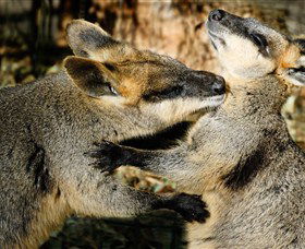 All Sydney Touring - Accommodation Port Hedland 5