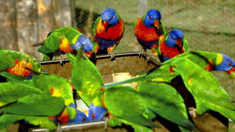 Canberra Walk In Aviary - Accommodation Port Hedland 4