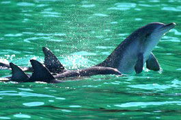 Sydney Weekend Adventures - Accommodation Port Hedland 1