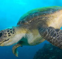 Byron Bay Dive Centre - Accommodation Port Hedland