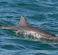 Byron Bay Dolphin Wildlife Tours - Accommodation Port Hedland