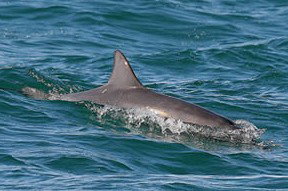 Byron Bay Dolphin Wildlife Tours - Accommodation Port Hedland 0