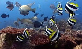 Byron Bay Dolphin Wildlife Tours - Accommodation Port Hedland 3