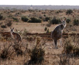 Silver City Tours - Accommodation Port Hedland 1