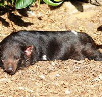 Symbio Wildlife Park - Accommodation Port Hedland