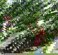 Forest Range Cherries - Accommodation Port Hedland