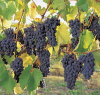 Hills Short Wine and Food Trail - Accommodation Port Hedland