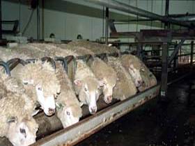 Island Pure Sheep Dairy And Cheese Factory - Accommodation Port Hedland 0