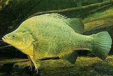 Charleville - Bakers Bend Warrego River Fishing Spot - Accommodation Port Hedland 2