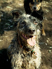 Charleville - 18 Mile Warrego River Fishing - Accommodation Port Hedland 3