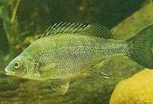 Charleville - 18 Mile Warrego River Fishing - Accommodation Port Hedland 2