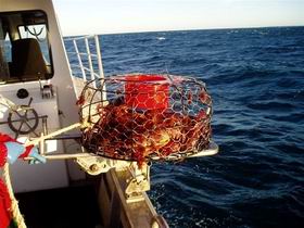 Lacepede Seafood - Accommodation Port Hedland 1