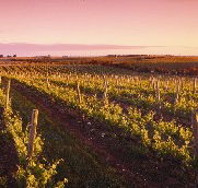 Ralph Fowler Wines - Accommodation Port Hedland