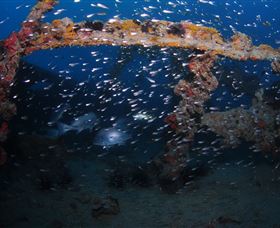 Lady Bowen Dive Site - Accommodation Port Hedland 1