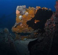 Lady Bowen Dive Site - Accommodation Port Hedland