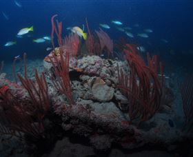 Lady Bowen Dive Site - Accommodation Port Hedland 3
