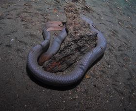 Lady Bowen Dive Site - Accommodation Port Hedland 2