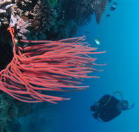 Eddy Reef Dive Site - Accommodation Port Hedland
