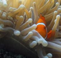 Beaver Reef Dive Site - Accommodation Port Hedland