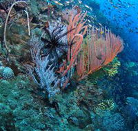 SS Yongala Dive Site - Accommodation Port Hedland