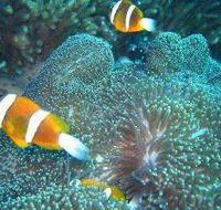Davies Reef Dive Site - Accommodation Port Hedland