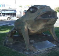 Big Cane Toad - Accommodation Port Hedland