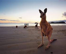 Wallabies On The Beach At Cape Hillsborough - Accommodation Port Hedland 0