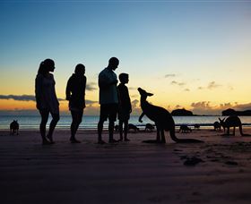 Wallabies On The Beach At Cape Hillsborough - Accommodation Port Hedland 2
