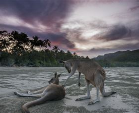 Wallabies On The Beach At Cape Hillsborough - Accommodation Port Hedland 1