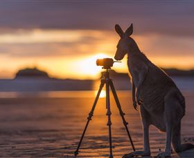 Wallabies On The Beach At Cape Hillsborough - Accommodation Port Hedland 3
