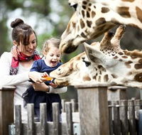 Taronga Western Plains Zoo Dubbo - Accommodation Port Hedland