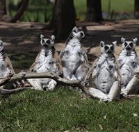 Savannah Visitor Plaza Taronga Western Plains Zoo Dubbo - Accommodation Port Hedland