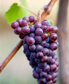 Ellender Estate - Accommodation Port Hedland 6