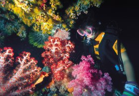 Bait Reef And Garys Lagoon Dive Site - Accommodation Port Hedland 1