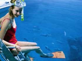 Bait Reef And Garys Lagoon Dive Site - Accommodation Port Hedland 2