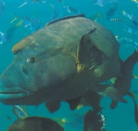 Fairey Reef - Accommodation Port Hedland