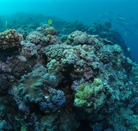 Manta Ray Drop Off Dive Site - Accommodation Port Hedland