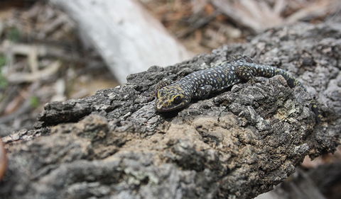 Wagun Picnic Area - Accommodation Port Hedland 1