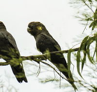 Conimbla National Park - Accommodation Port Hedland
