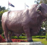 Rockhampton Bull Statues - Accommodation Port Hedland