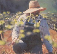 Canobolas Smith Winery - Accommodation Port Hedland