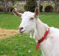 Dunkell Goats - Accommodation Port Hedland