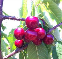 Ballinaclash Orchard and Cellar Door - Accommodation Port Hedland